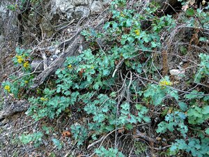 Berberis pinnata Plant